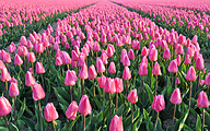 Field with pink Ollioules tulips